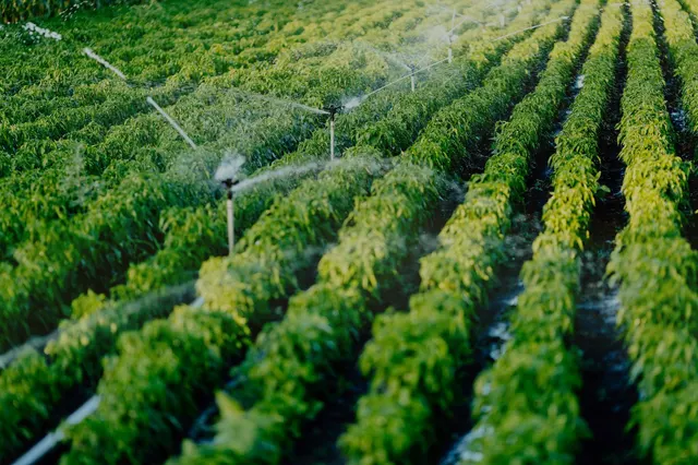 Riego agrícola